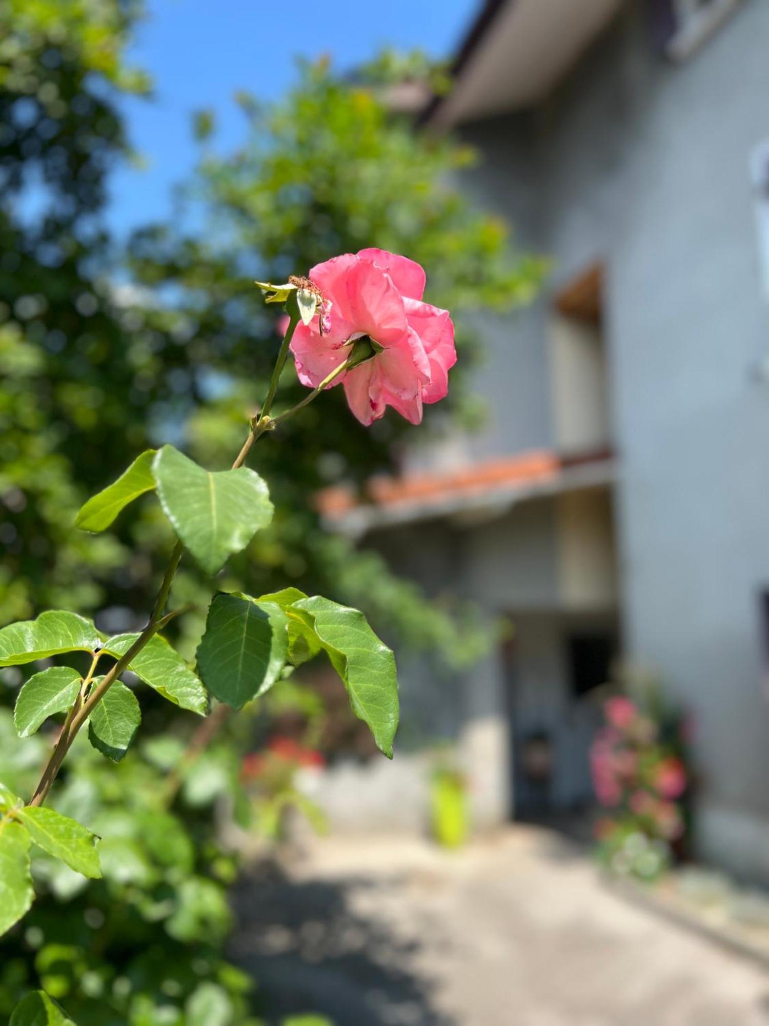 Ferienwohnung La Branche Du Cerisier Annecy Exterior foto